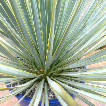 Yucca thompsoniana