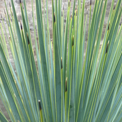 Yucca thompsoniana