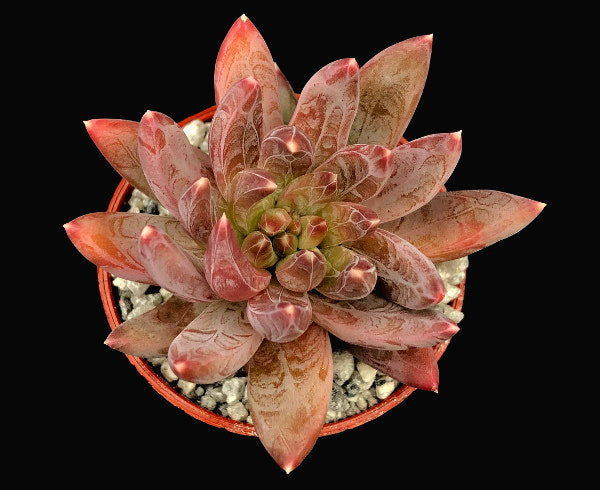 x Pachyveria 'Yvonne'