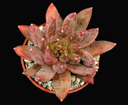 x Pachyveria 'Yvonne'