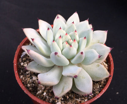 Echeveria cuspidata var. zaragoza