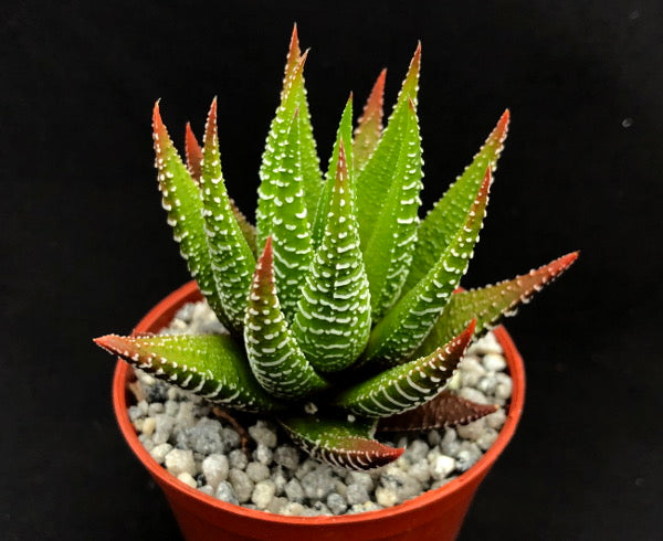 Haworthia zebrina