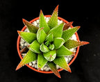 Haworthia zebrina