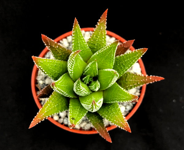 Haworthia zebrina