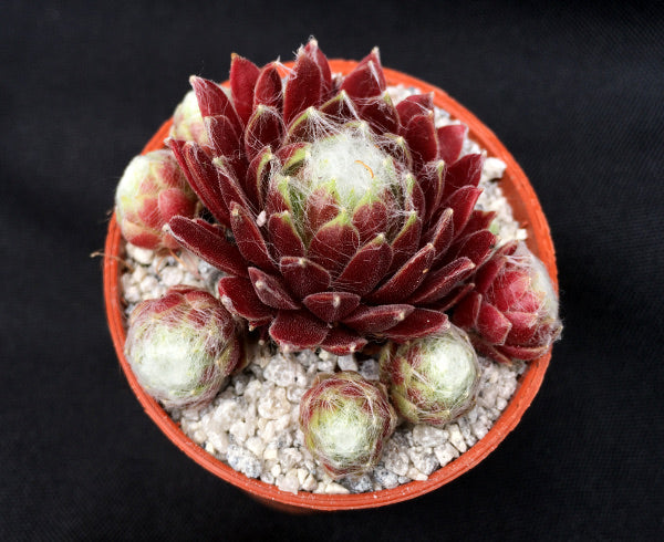 Sempervivum 'Zilver Suzannae'