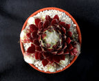 Sempervivum 'Zilver Suzannae'