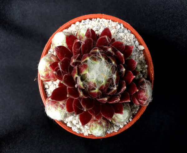 Sempervivum 'Zilver Suzannae'