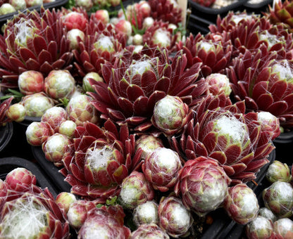 Sempervivum 'Zilver Suzannae'