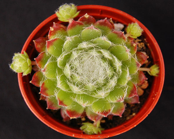 Sempervivum 'Zilver Moon'