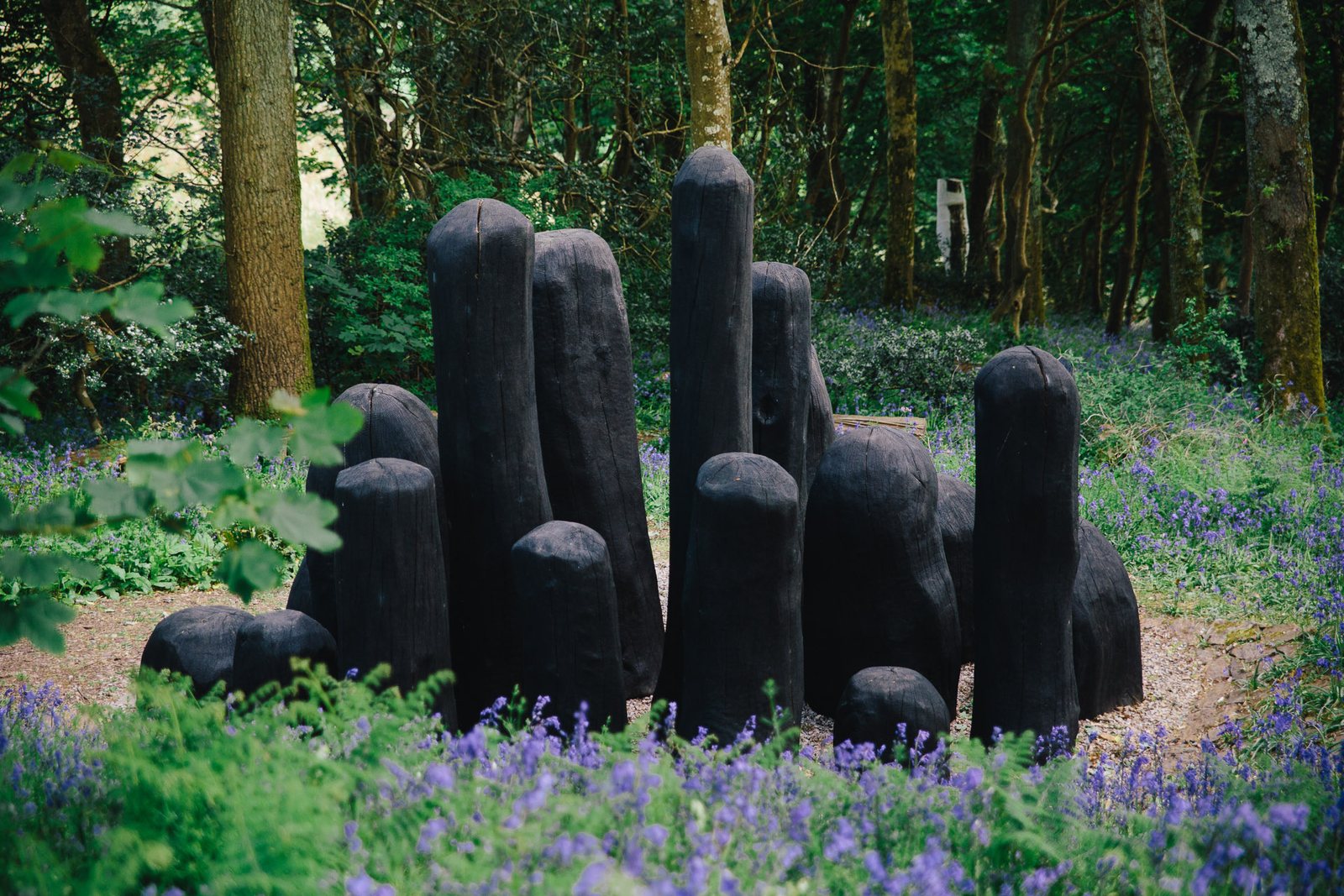 Standing-stone sculptures in bluebell woodland at Tremenheere Sculpture Gardens