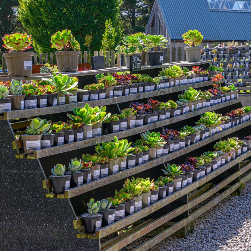 Tiered benches of potted succulents at the Surreal Succulents nursery